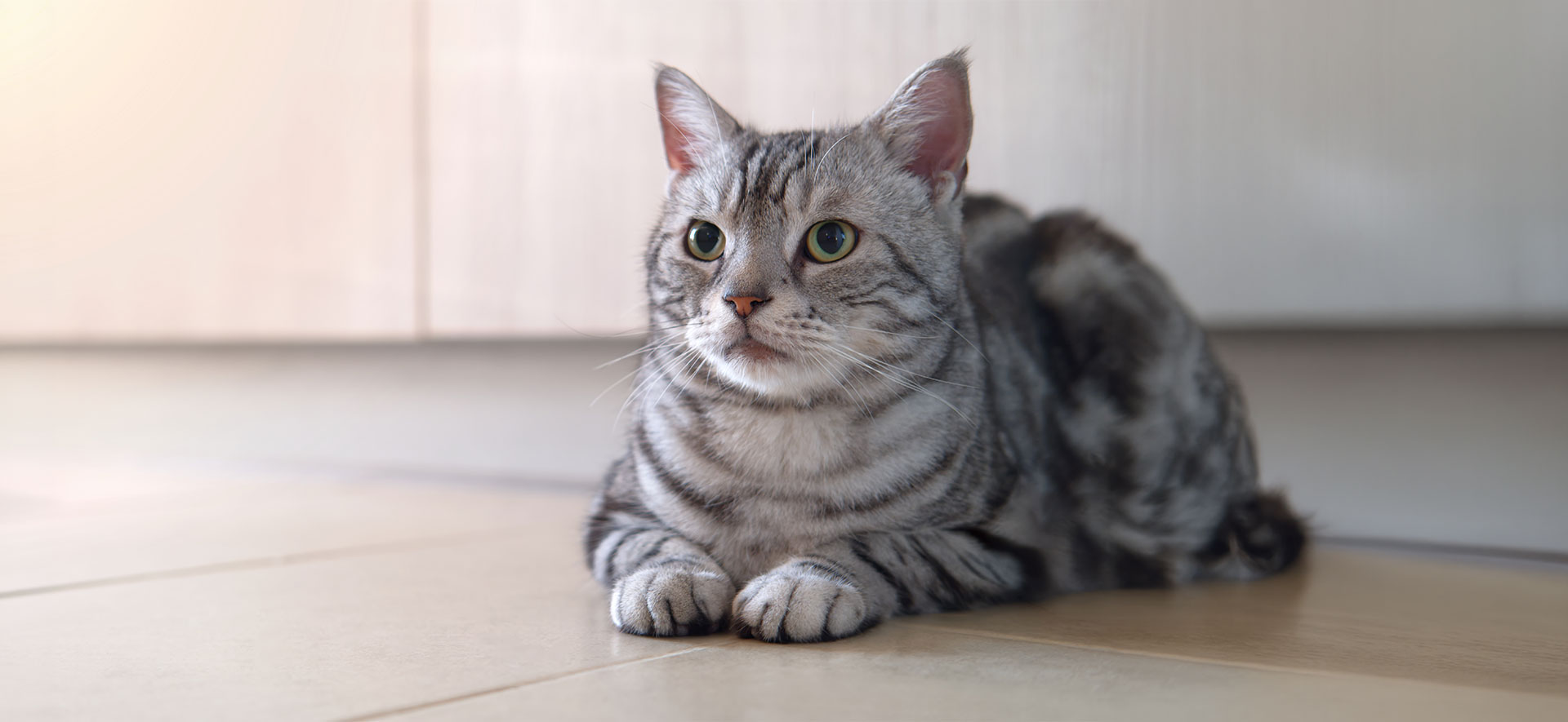 ¿cómo contarle las uñas a mi gato?